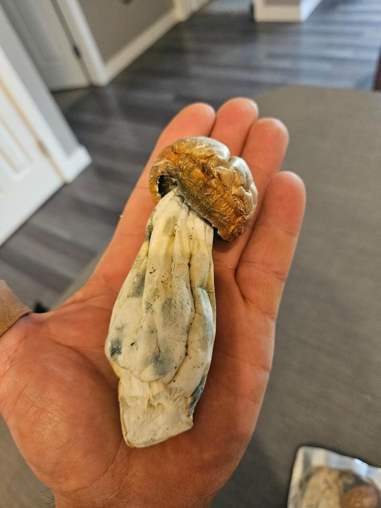 Gold Member Magic Mushrooms - 28g - Customer Photo From Michael Arnault