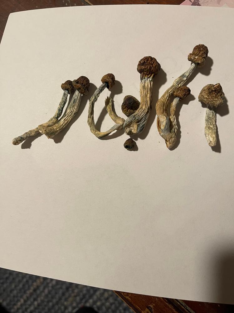 Penis Envy Magic Mushrooms - Customer Photo From Phil 