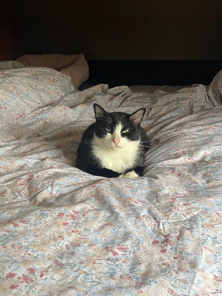Baffled Box 700 Down Comforter - Customer Photo From Lisa Mittler