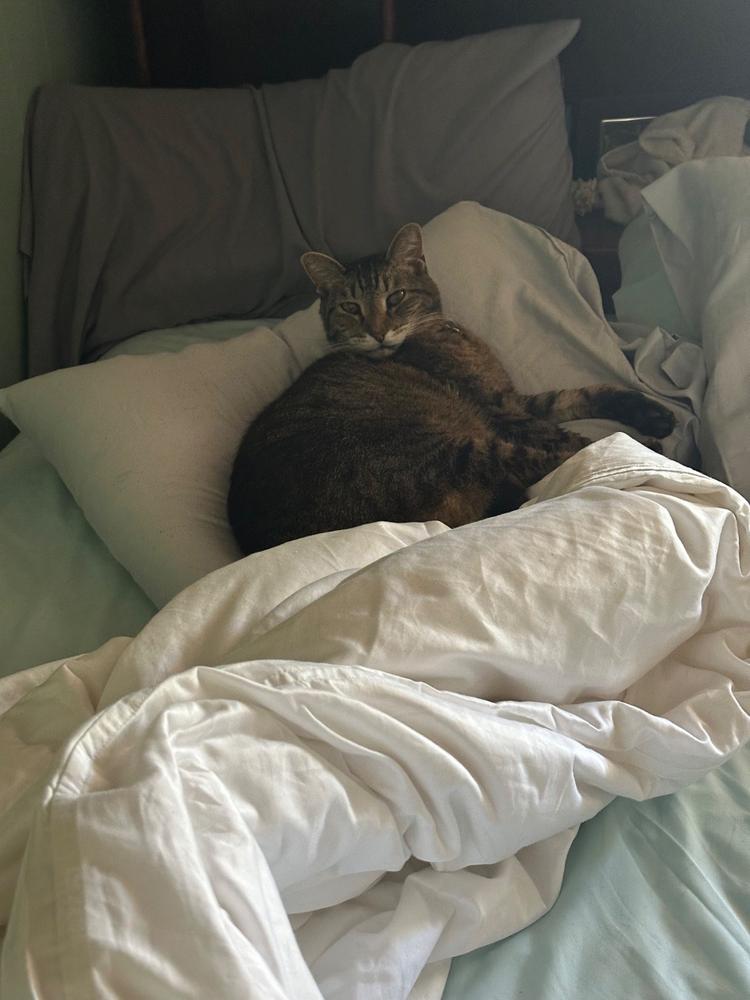 Organic Cotton Duvet Cover Set - Customer Photo From Sean Osullivan
