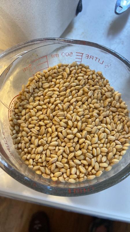 Heritage Wheat Berries - Customer Photo From Gail W.