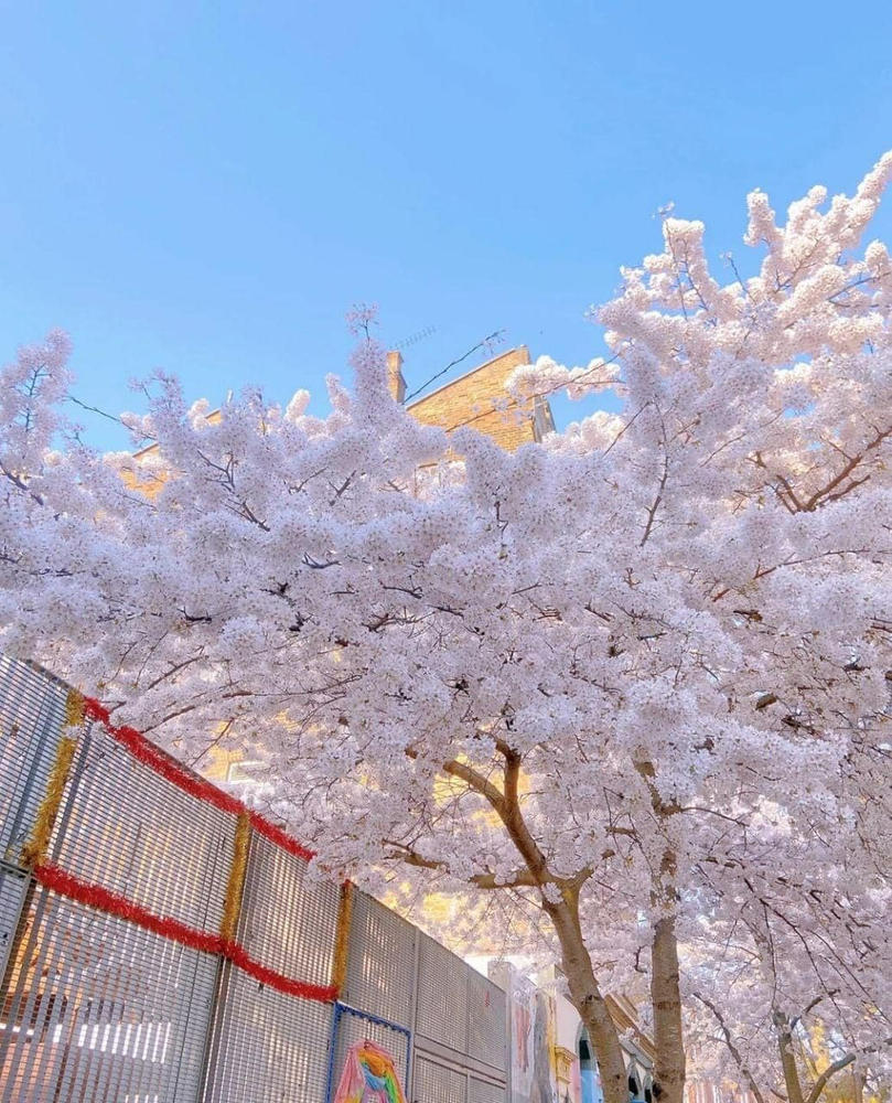 Japan 4G Travel Sim Card | 10GB Data Only | 30 Days - SoftBank Network - Customer Photo From Jenna Bunn