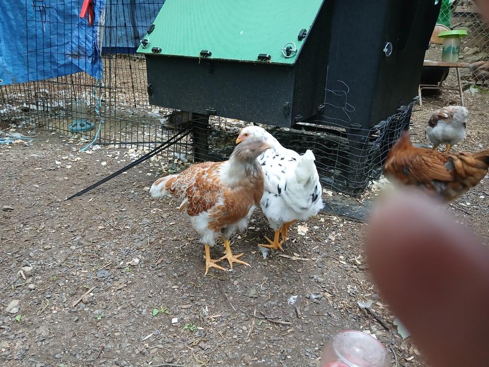 Chicken Coop - Customer Photo From Julie Kemp