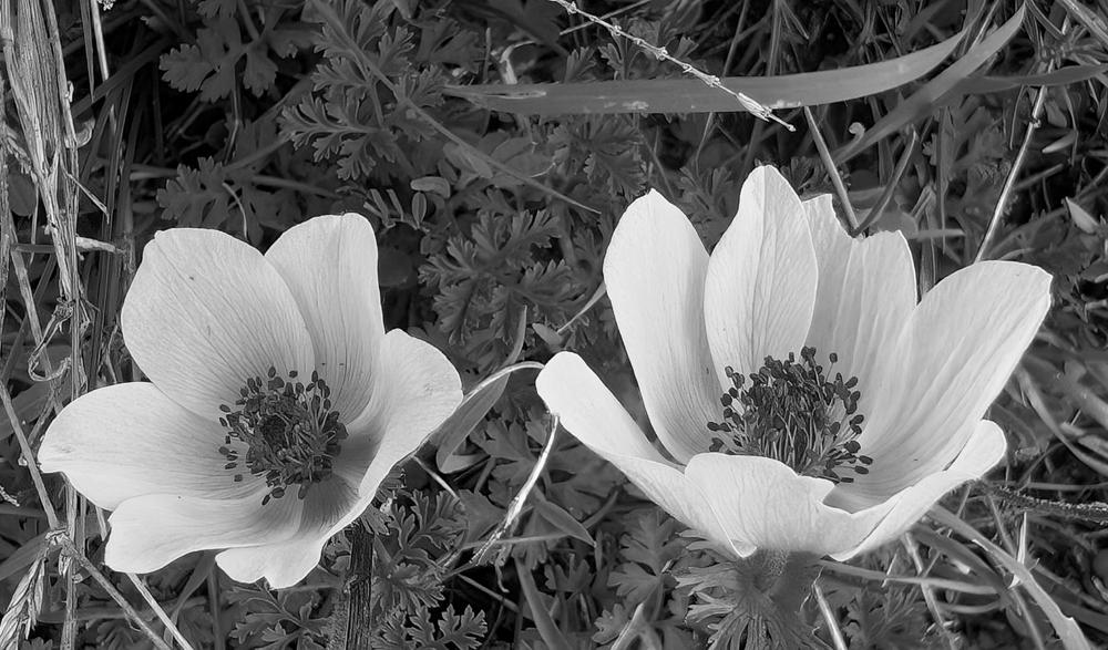 The 52 Photo Challenge - Customer Photo From Judith Robinson