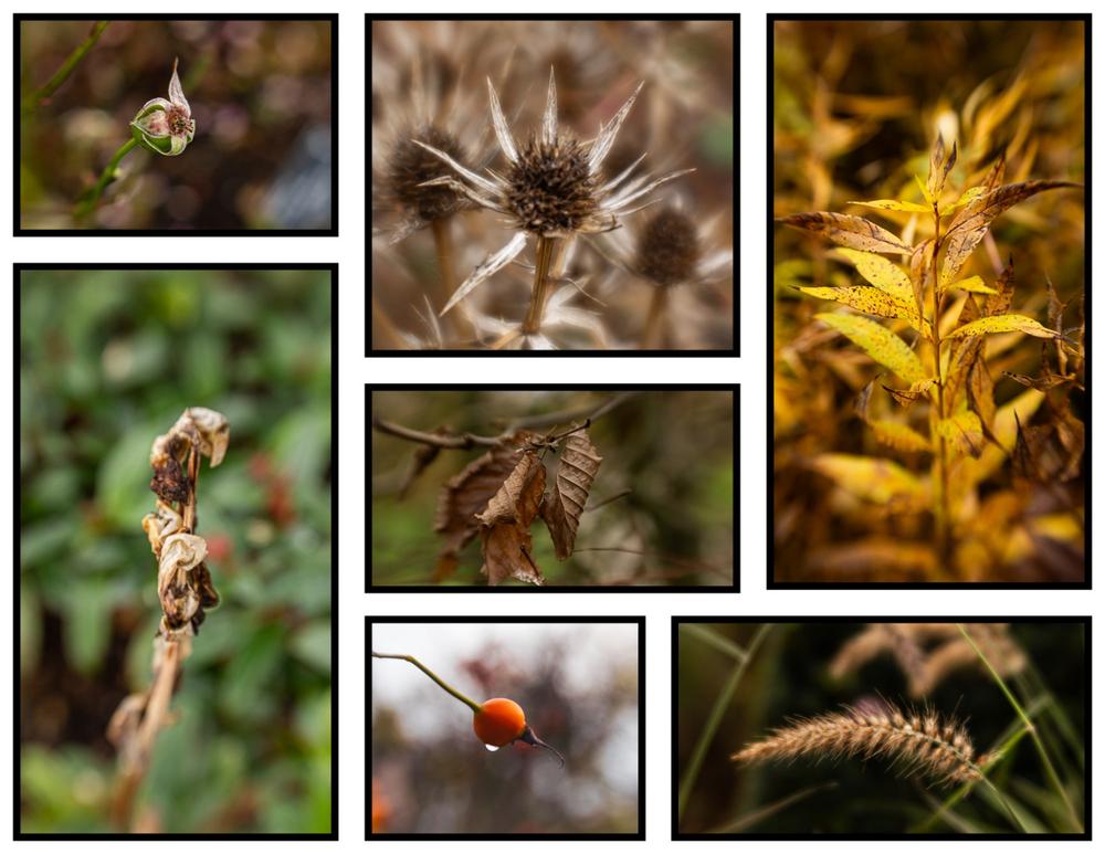 Lightroom Collage Templates - Customer Photo From carol brewerton