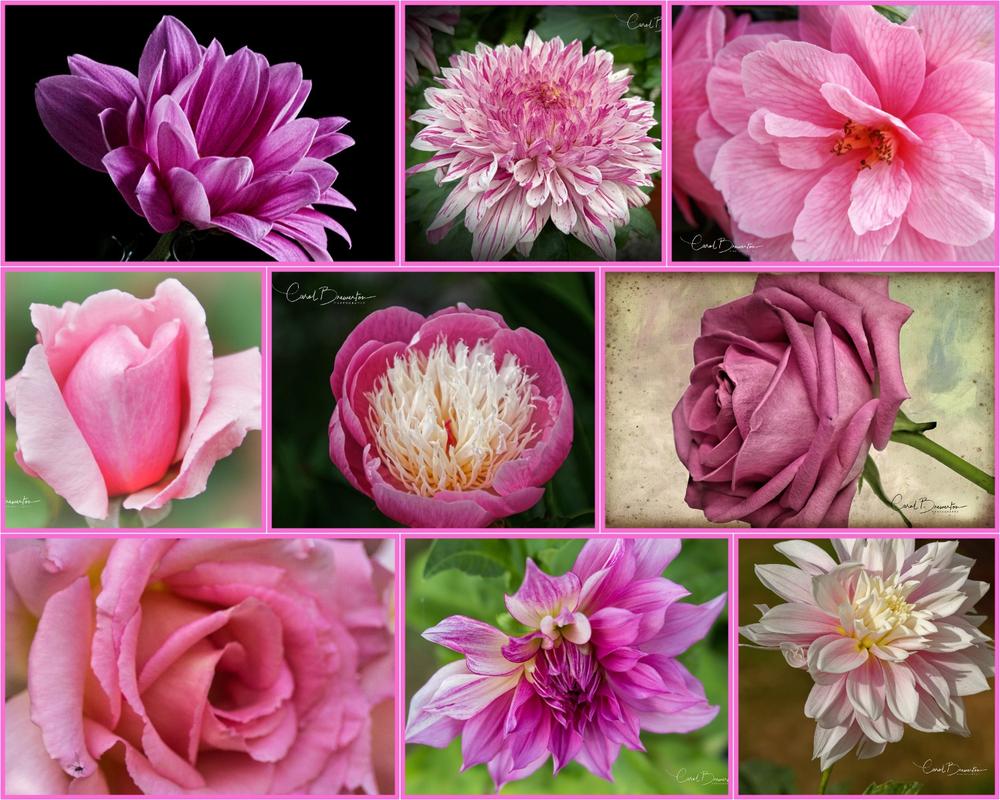 Lightroom Collage Templates - Customer Photo From carol brewerton