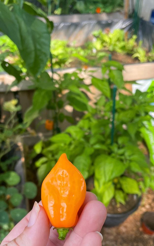 Habanero Orange Pepper - Customer Photo From Angie