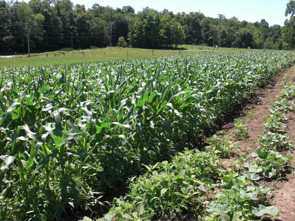 Kandy Korn EH Sweet Corn Seeds — Rohrer Seeds