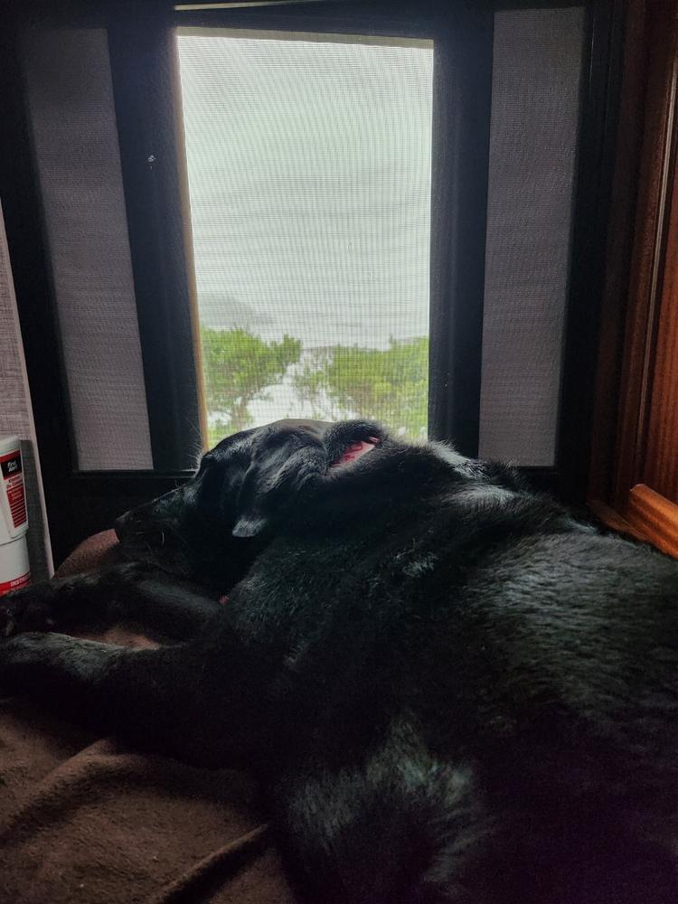 4" Orthopedic Crate Bed - Customer Photo From Sabrina Zickert