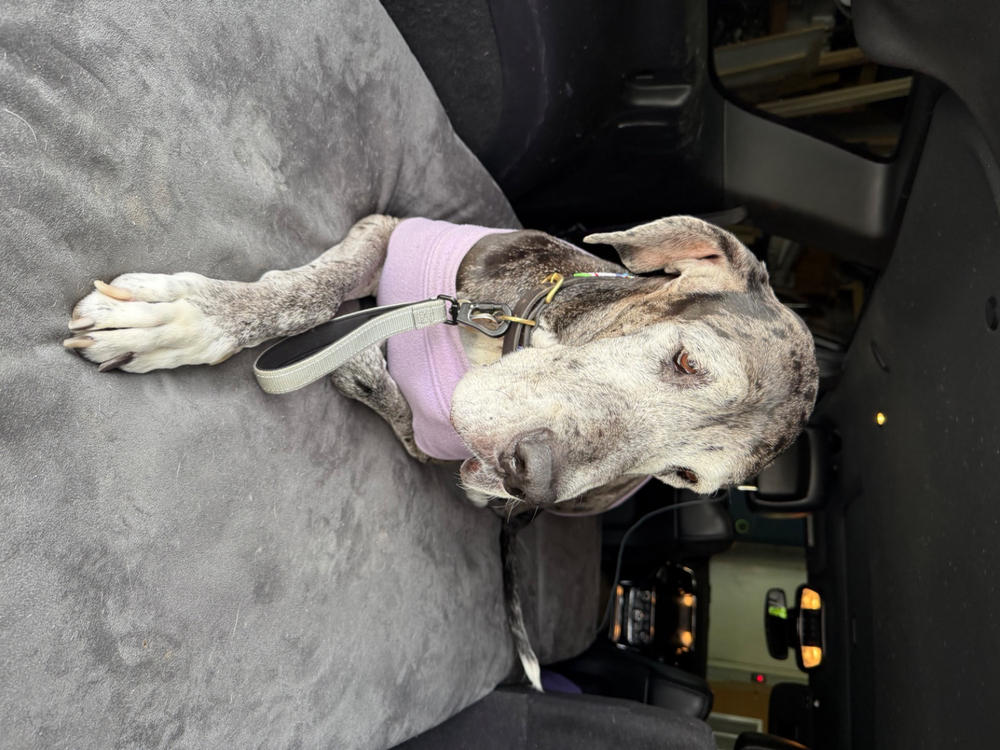 4" Orthopedic Crate Bed - Customer Photo From Dawn Devereux