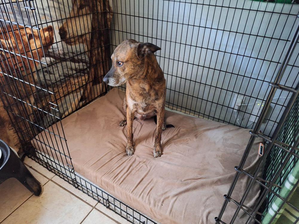 Orthopedic Dog Crate Bed Big Barker