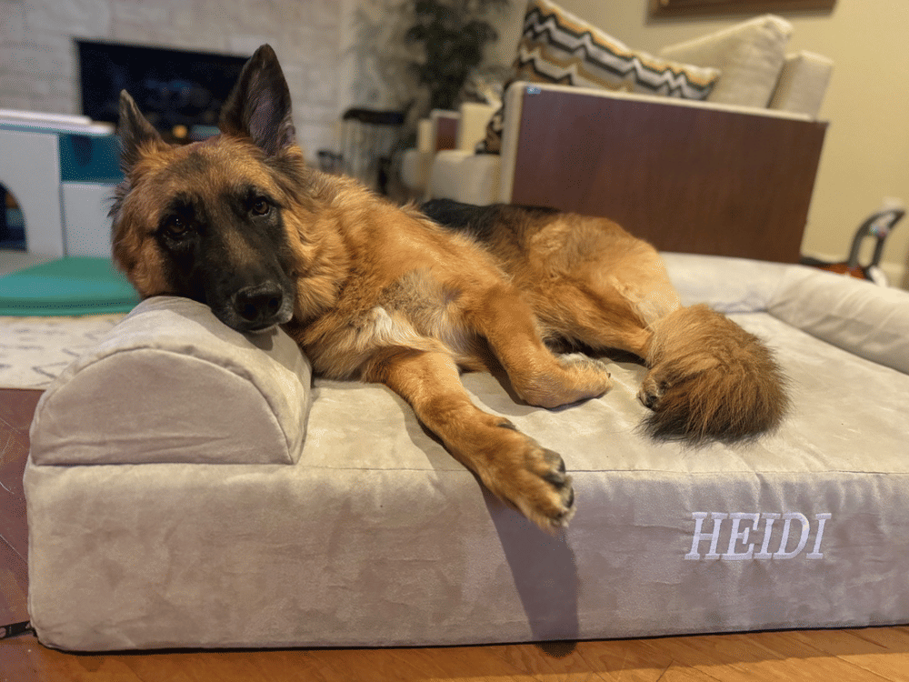 4" Orthopedic Crate Bed - Customer Photo From Reiley Van Osselaer