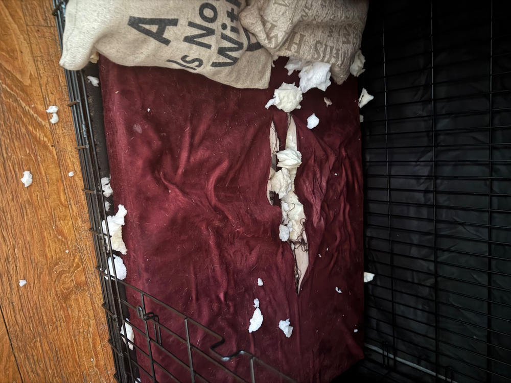 4" Orthopedic Crate Bed - Customer Photo From Launa Monahan