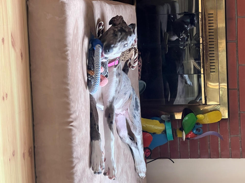 Waterproof Liner | Crate Bed - Customer Photo From Sharon Elder