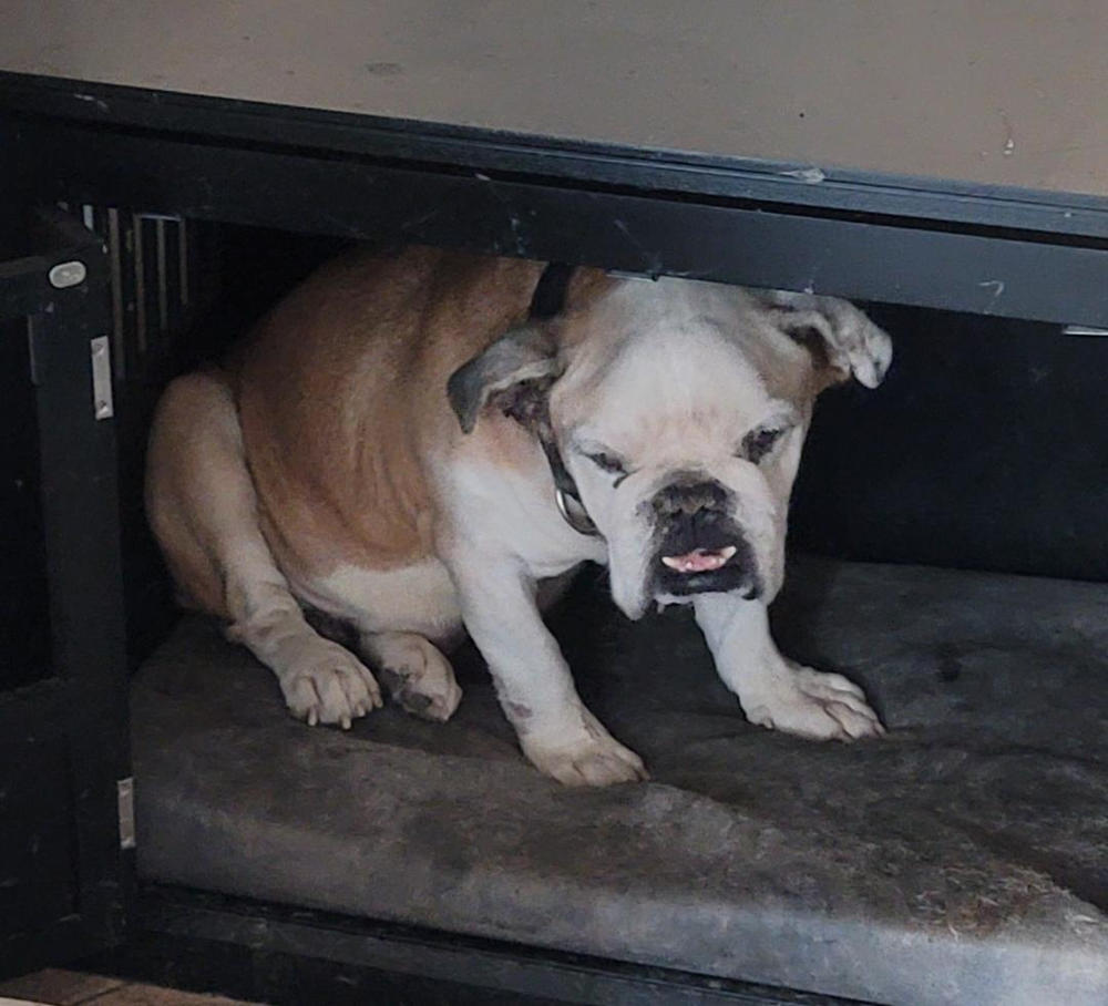 Waterproof Liner | Crate Bed - Customer Photo From Alfred Lopez
