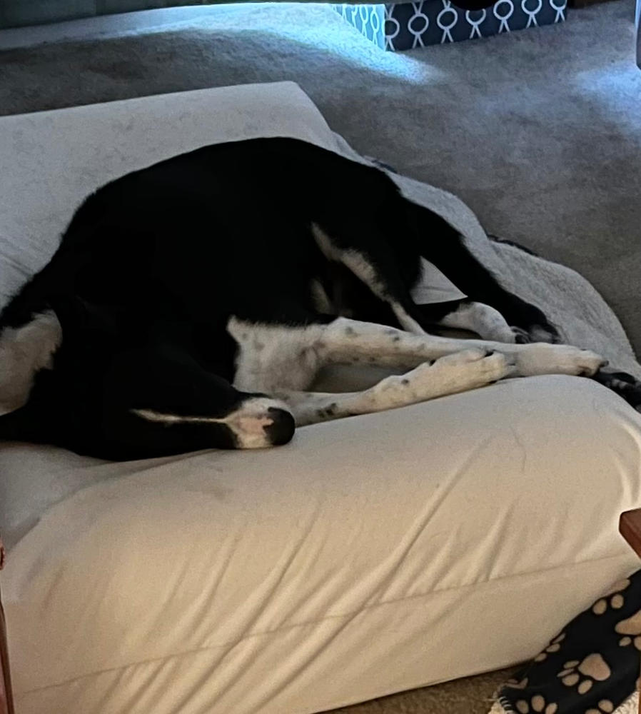 Waterproof Liner | Sofa Edition - Customer Photo From Meg Costa