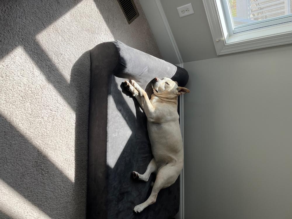 Original Orthopedic Dog Bed - Customer Photo From Marsha Thomas