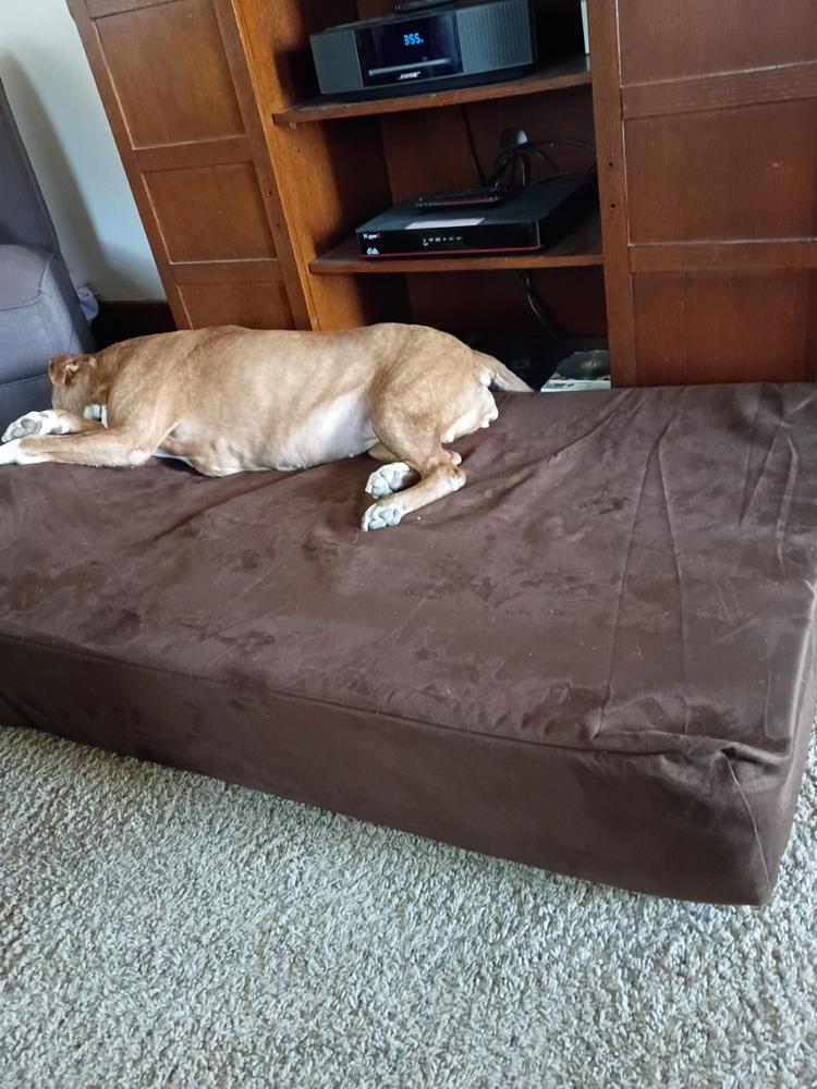 Original Orthopedic Dog Bed - Customer Photo From Tracey Connell