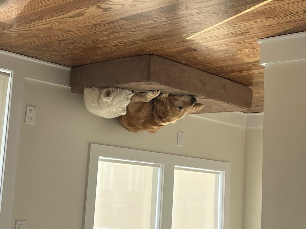 Original Orthopedic Dog Bed - Customer Photo From Ingrid da Costa