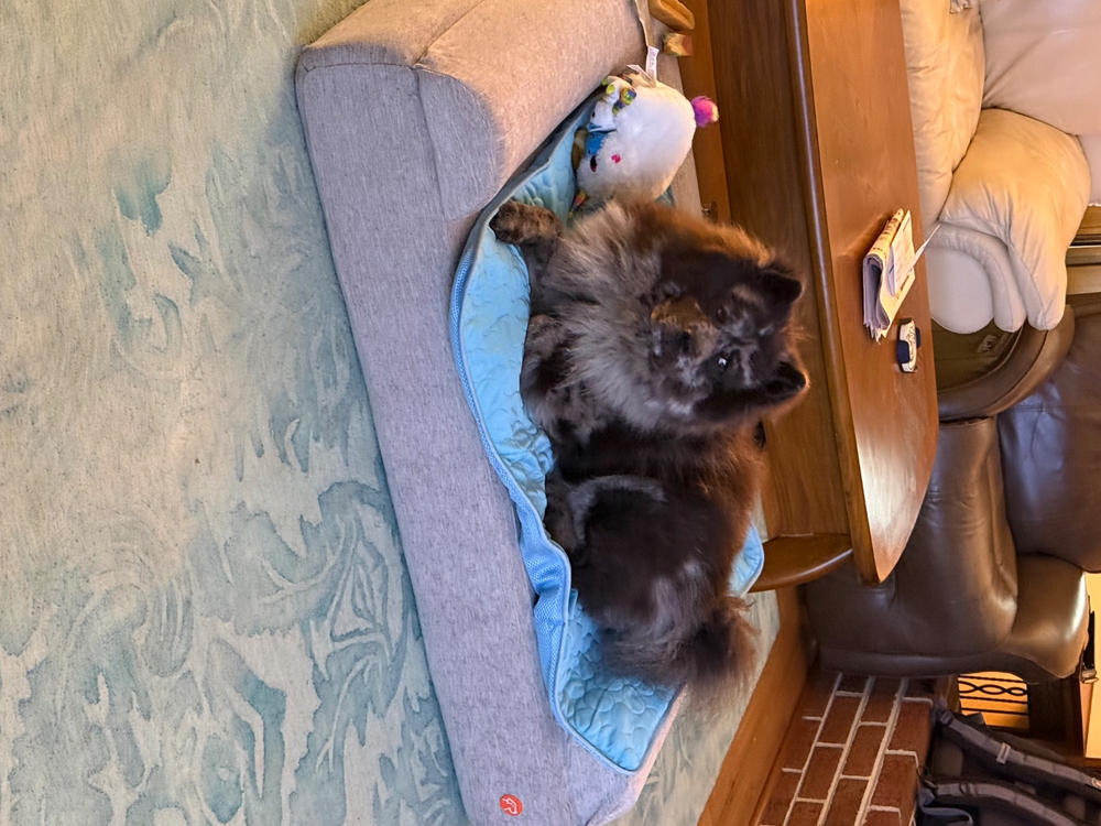 Original Orthopedic Dog Bed - Customer Photo From Suzanne Myers