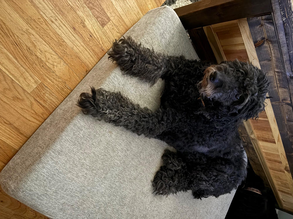 Original Orthopedic Dog Bed - Customer Photo From Kara Crye