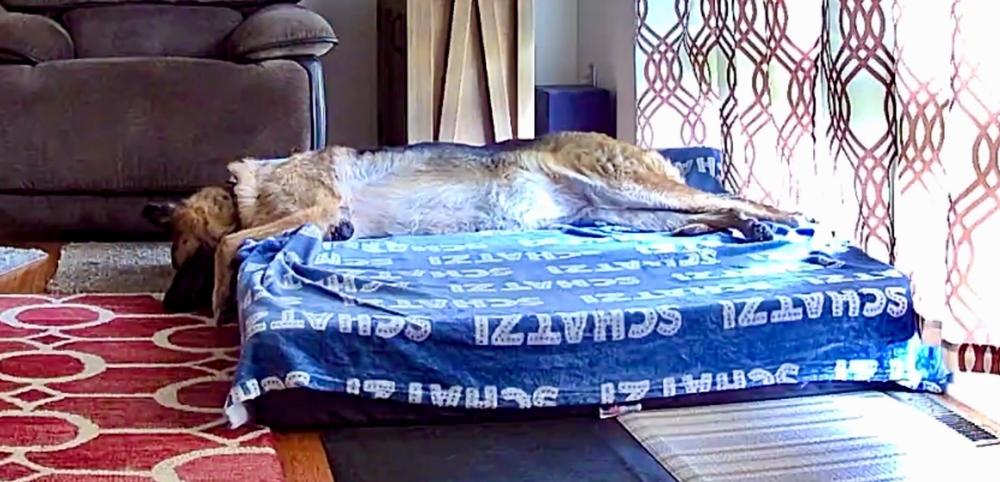 Original Orthopedic Dog Bed - Customer Photo From Kim Cooper