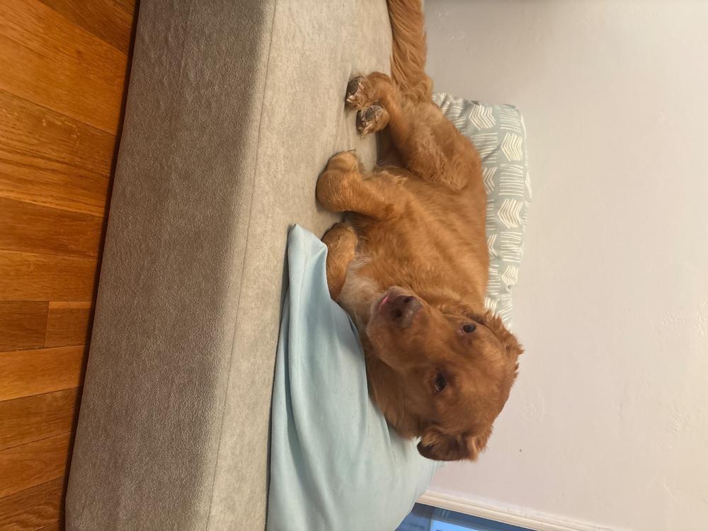 Original Orthopedic Dog Bed - Customer Photo From Karry Hebert