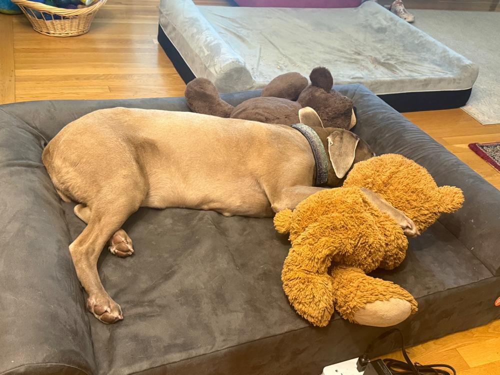 Original Orthopedic Dog Bed - Customer Photo From Ginger Wietholder
