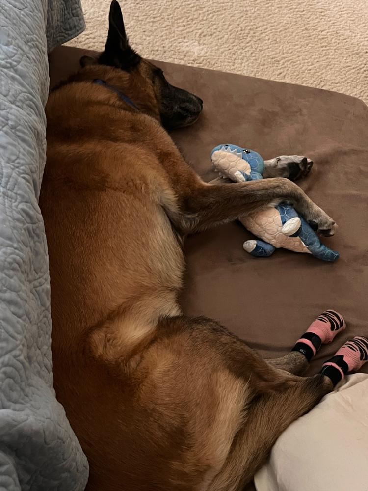 Original Orthopedic Dog Bed - Customer Photo From Kathleen Childers