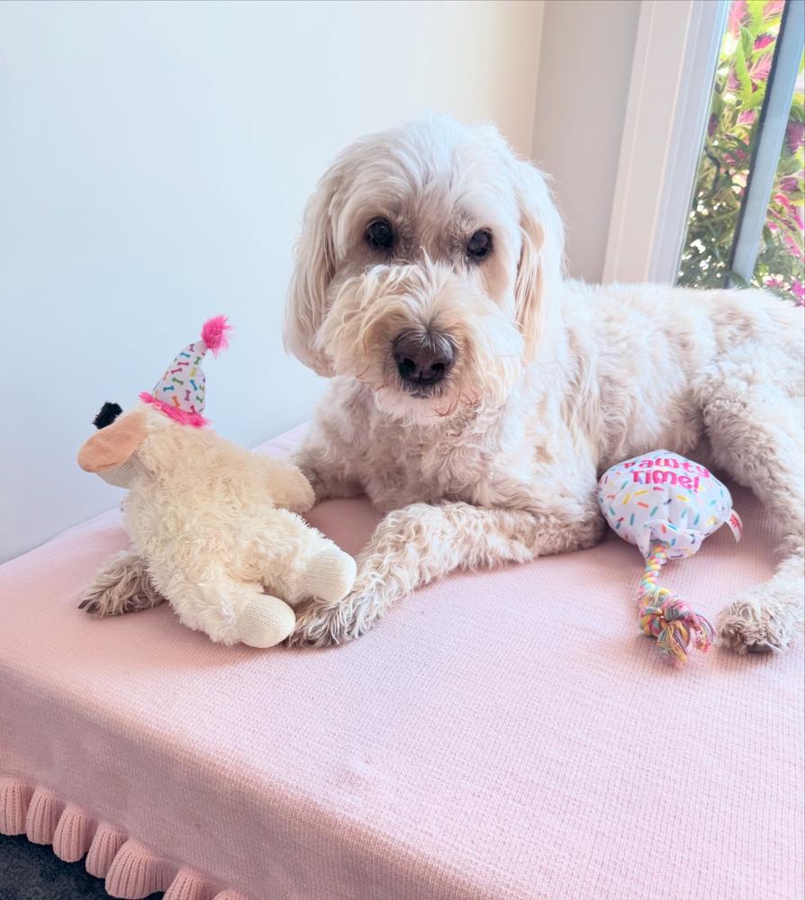 Original Orthopedic Dog Bed - Customer Photo From Carolynn Ventimiglia