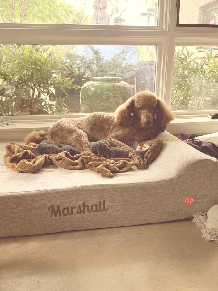 Original Orthopedic Dog Bed - Customer Photo From Natalie Pietsch