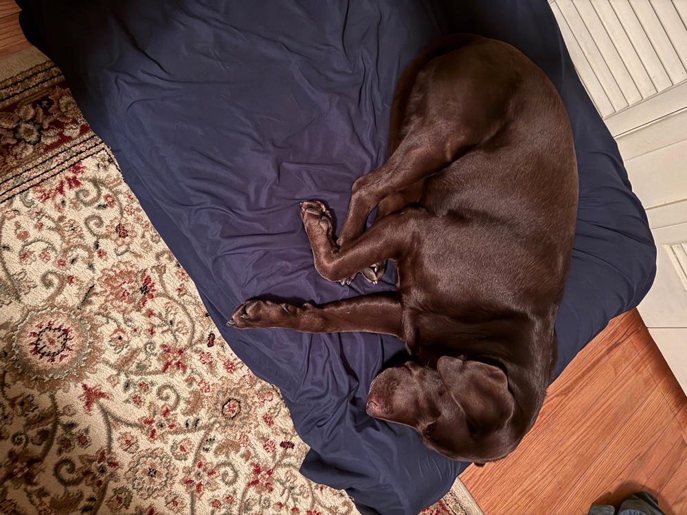 Original Orthopedic Dog Bed - Customer Photo From Joseph T Mancini