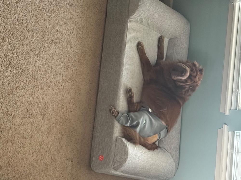 Original Orthopedic Dog Bed - Customer Photo From Cory Norgren
