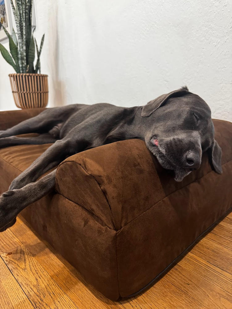Barker Beds Orthopedic Dog Bed - Customer Photo From Emma Samardge