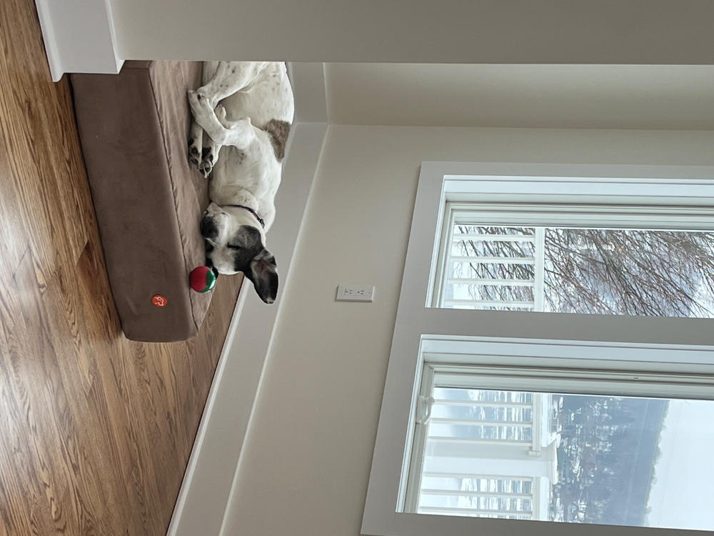Original Orthopedic Dog Bed - Customer Photo From Ingrid da Costa