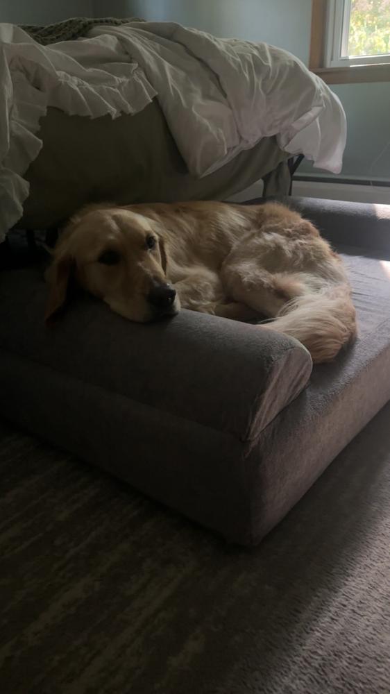 Original Orthopedic Dog Bed - Customer Photo From Brittany Murphy