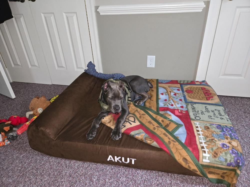 Barker Beds Orthopedic Dog Bed - Customer Photo From Kimsung Dickson