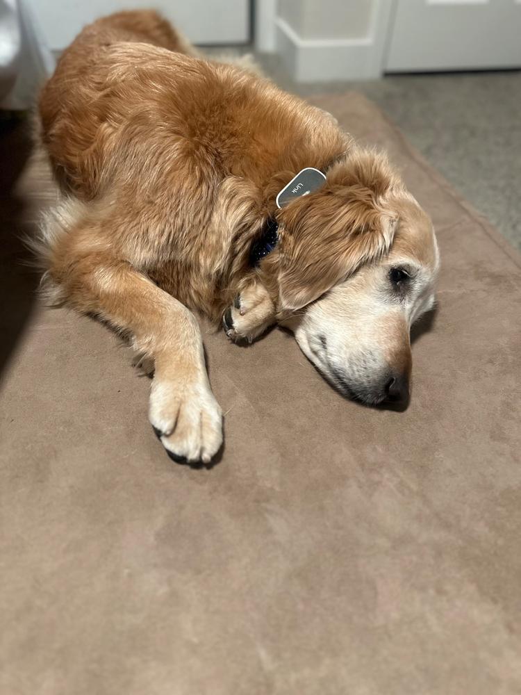Barker Beds Orthopedic Dog Bed - Customer Photo From Laura Allen