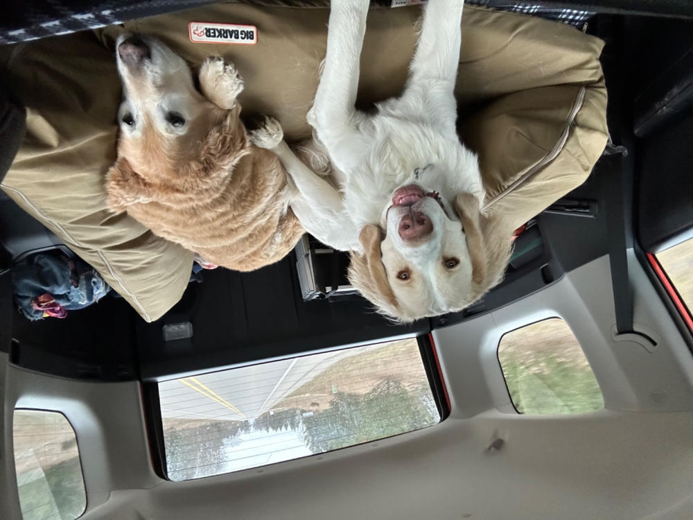 Backseat Barker: SUV Edition - Customer Photo From Angela Watkins