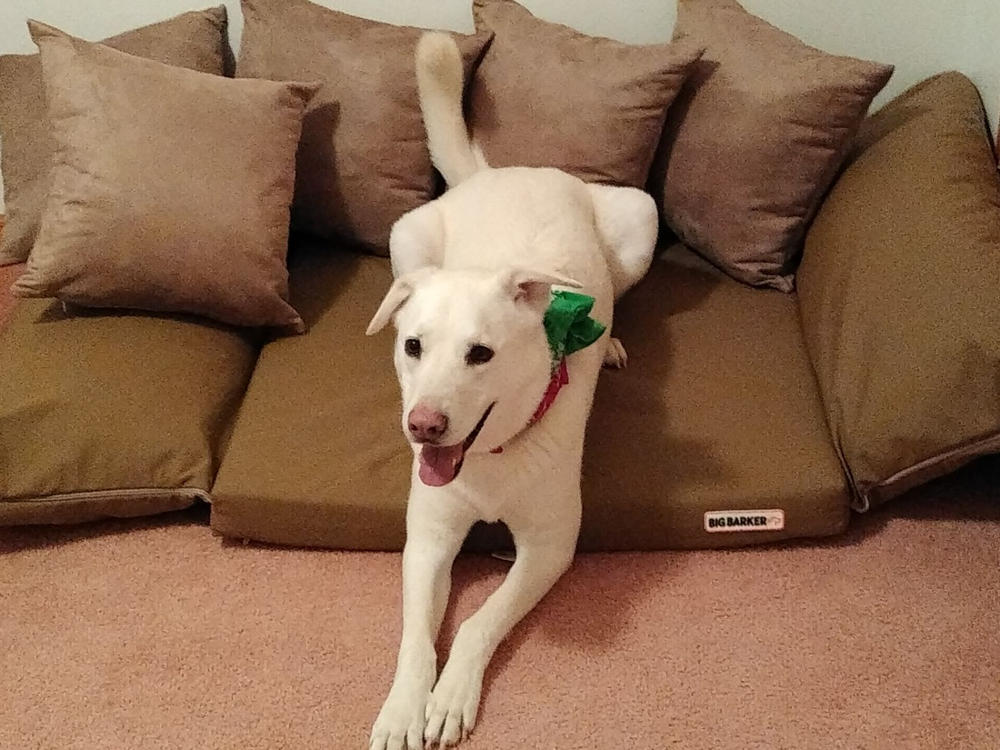 Backseat Barker: SUV Edition - Customer Photo From Paul Petrick
