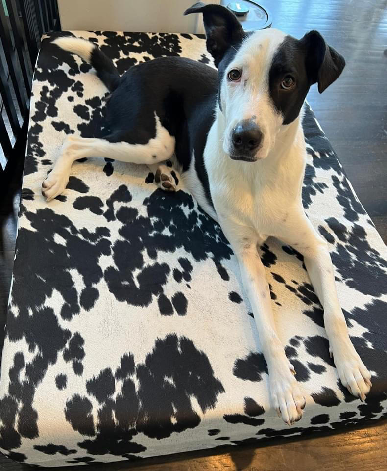 Sleek Edition | Limited Edition Animal Print - Customer Photo From Jana Meyer