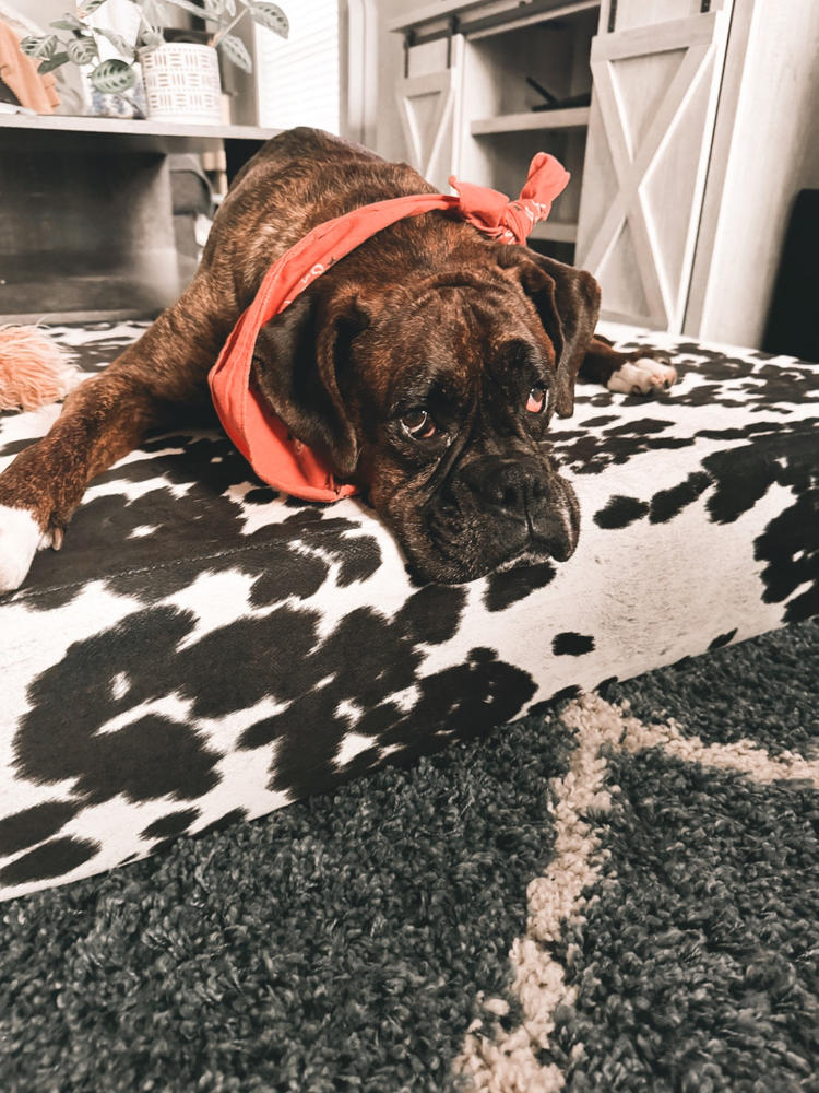 Sleek Edition | Limited Edition Animal Print - Customer Photo From Macey McClenen