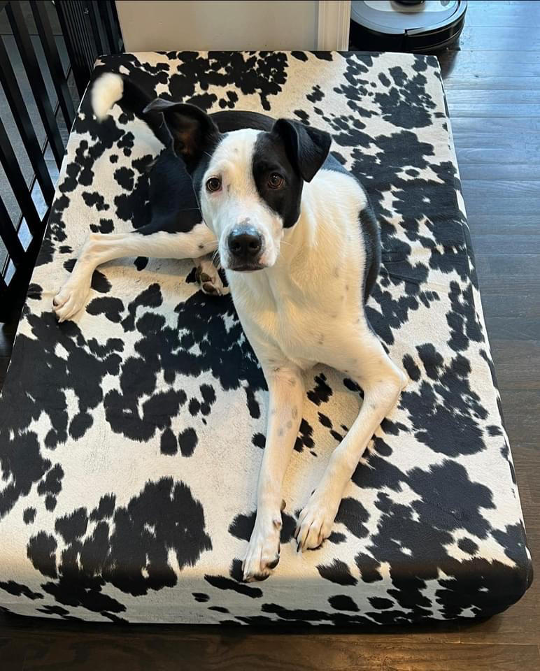 Sleek Edition | Limited Edition Animal Print - Customer Photo From Jana Meyer