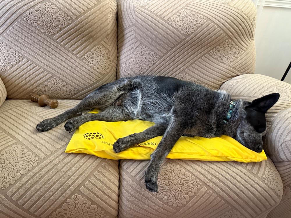 Petspemf Pad for Dogs - Large - Customer Photo From Allison Long