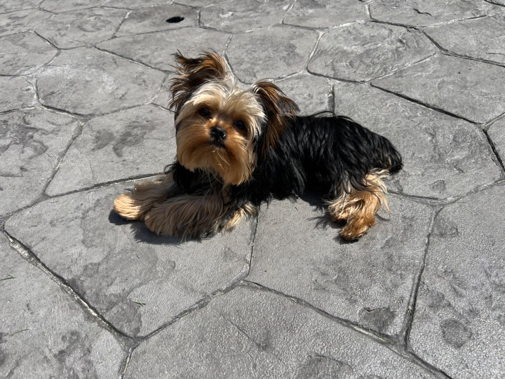 Crown Royale Magic Touch Ready-To-Use Grooming Spray - Customer Photo From Kayla Greencorn