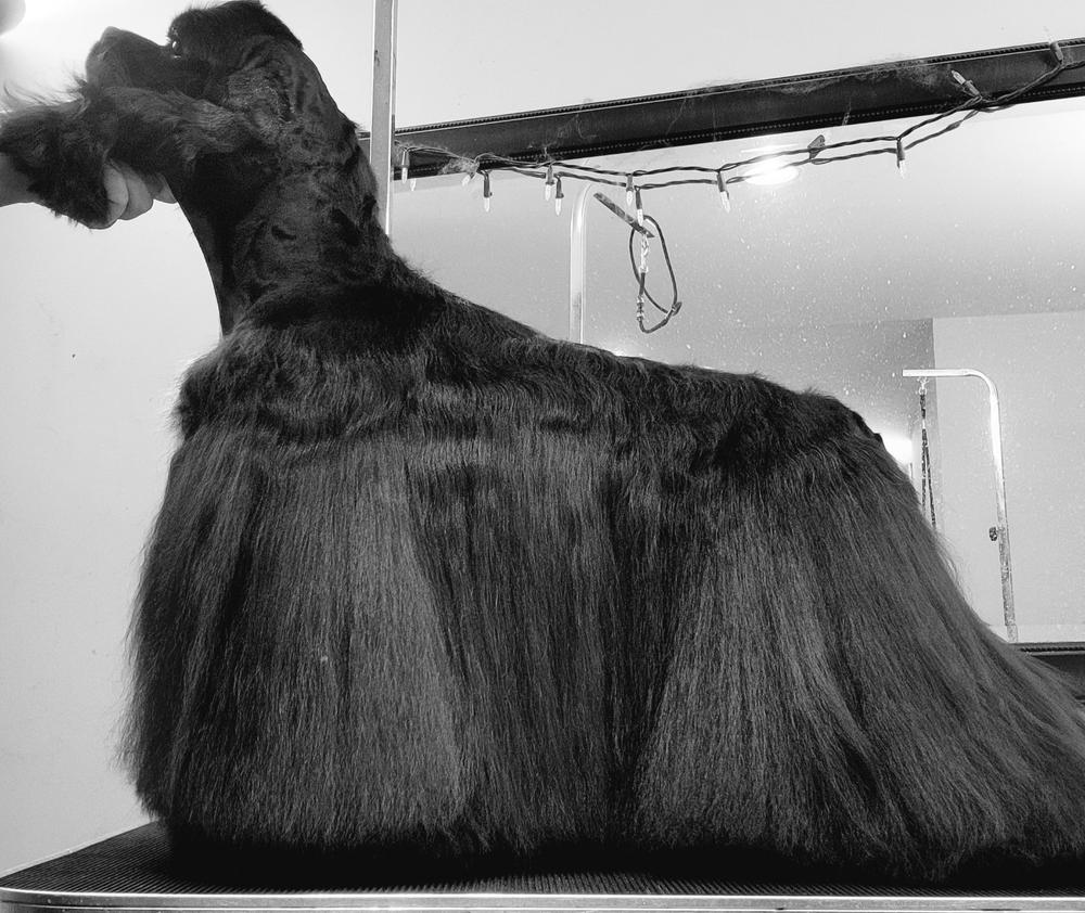 Chris Christensen Spectrum Ten Soft & Smooth Coat Shampoo - Customer Photo From Anonymous