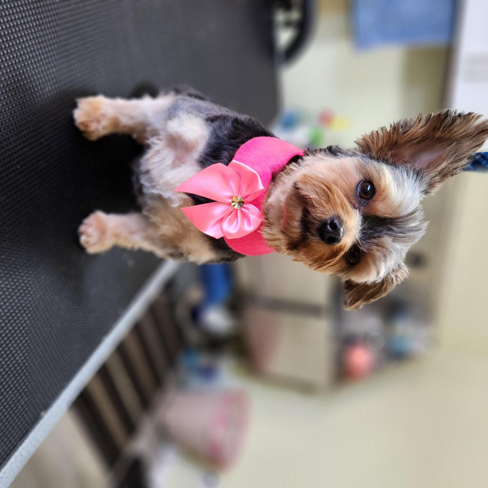 Salon Outfitters Romantic Collar Bowtie Felt (10 pack) - Customer Photo From Lisa Thomsen