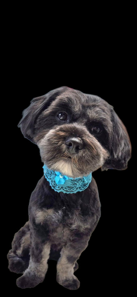 Salon Outfitters Garder Lace Collar (12 Pack) - Customer Photo From Eleanor Kotelniski