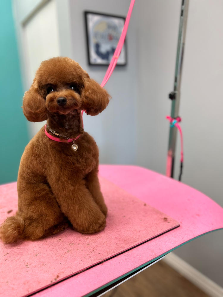 Hyponic Hypoallergenic Shampoo (for all dogs) - Customer Photo From Isla MacLusky