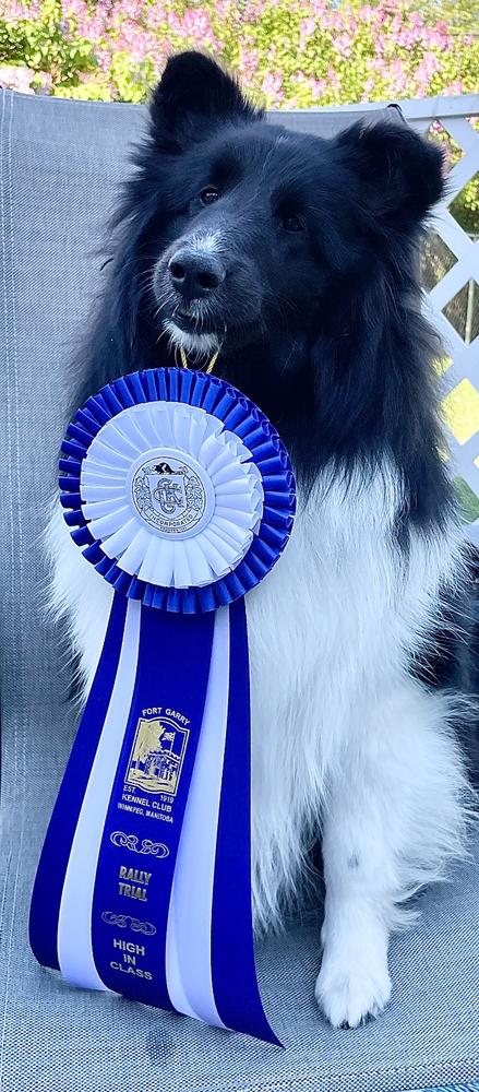 Shining Pet Silky Hair Detangler Spray - Customer Photo From Anonymous